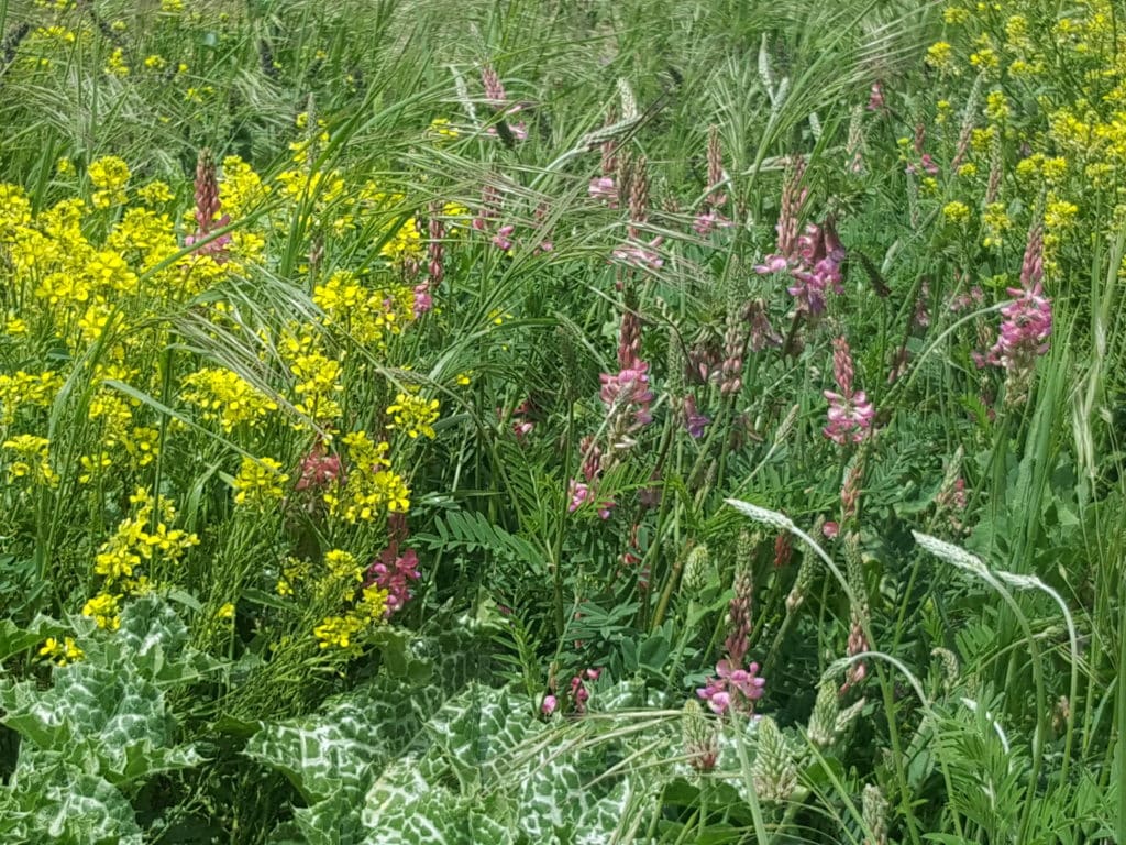 Fleurs sauvages en expérimentation à Yronde-et-Buron