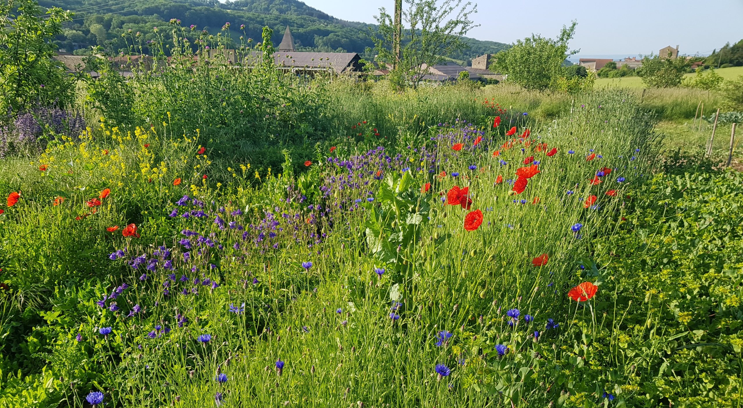 Fleurs sauvages en test dans le jardin de Pierre Feltz
