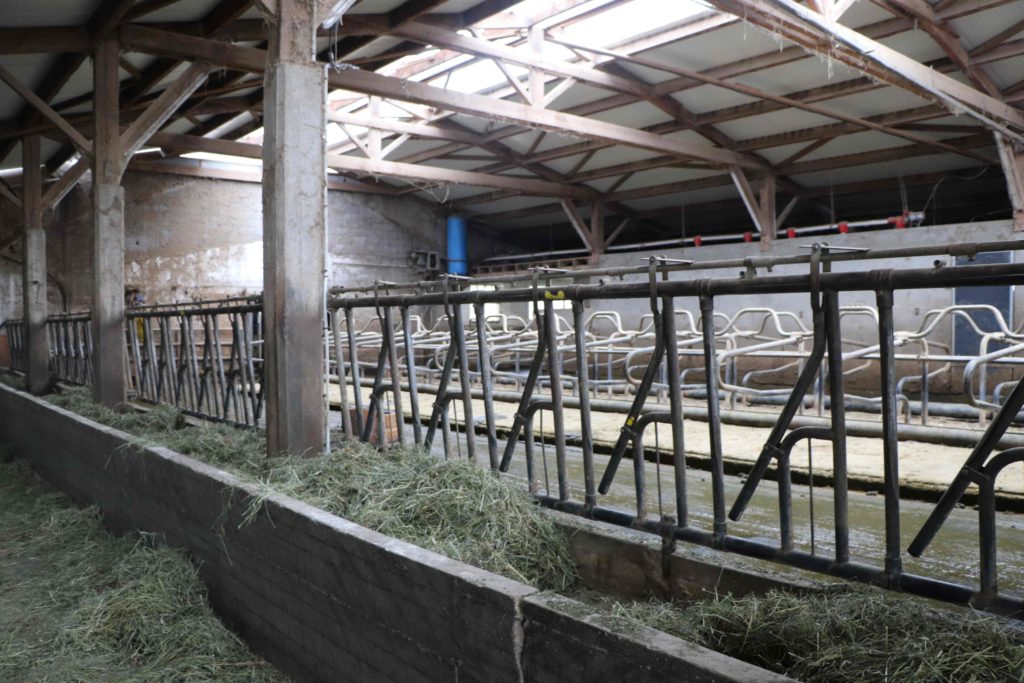 Une étable tout-confort pour les vaches de Dominique, qui termine la réfection de la toiture où il a intégré des puits de lumière.