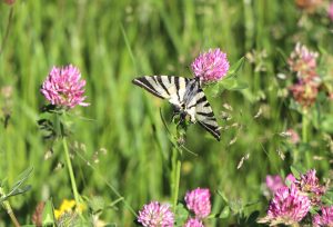 Trèfle et papillon