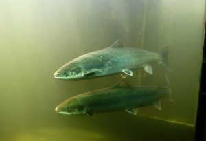Saumons photographiés dans l'observatoire