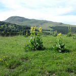 Prairie avec gentianes en fleur et puy de Pailleret