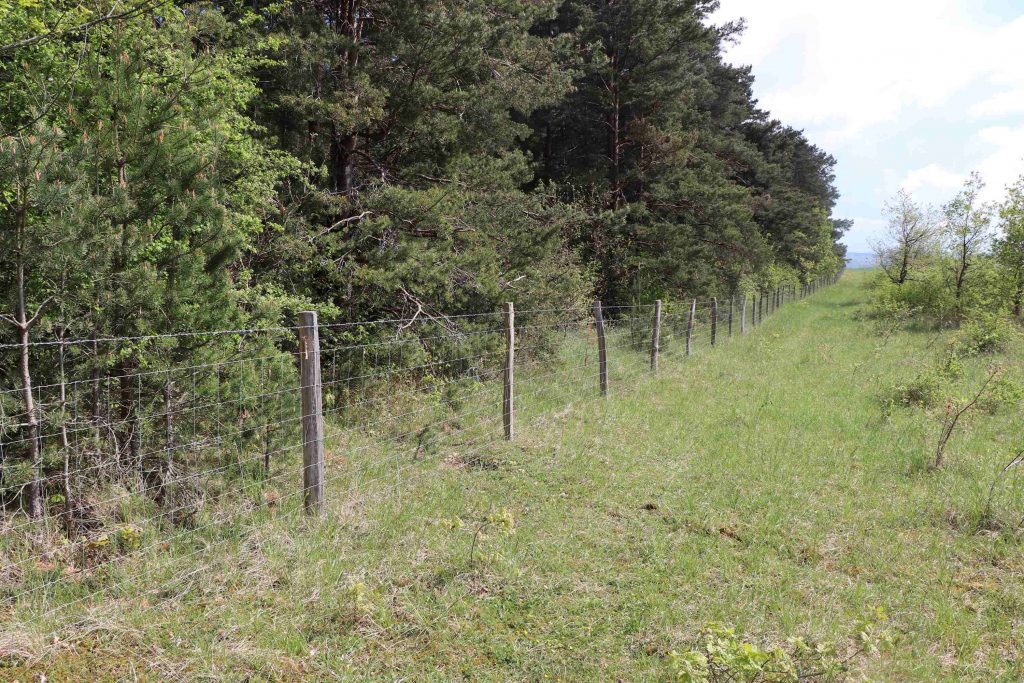 La lisière entre le bois et la pelouse à orchidées