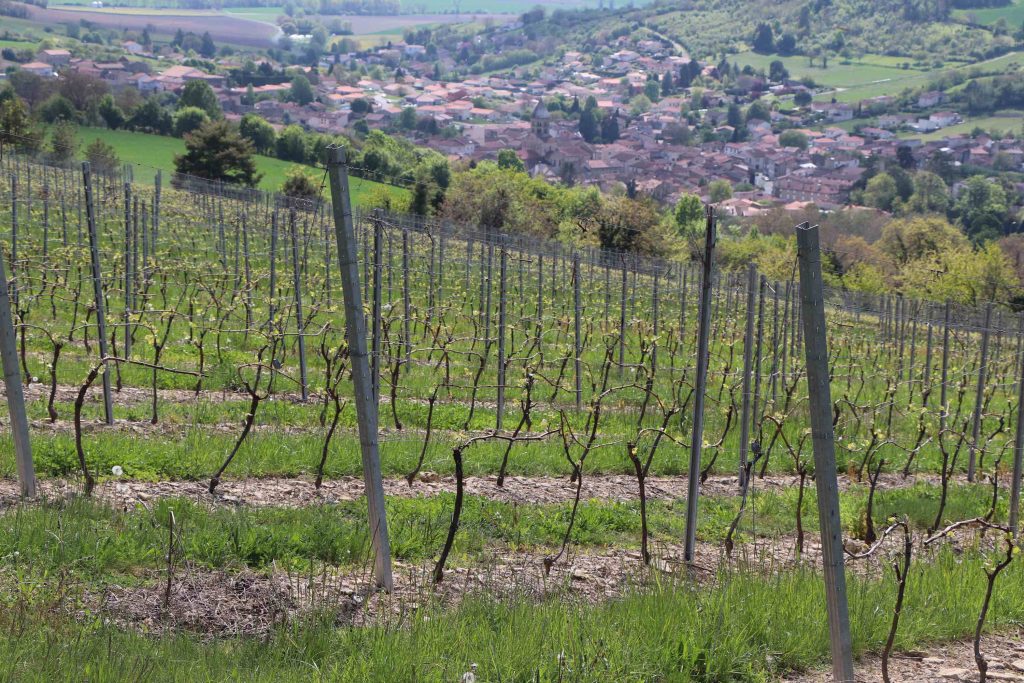 Une vigne avec le village de Chauriat en contrebas