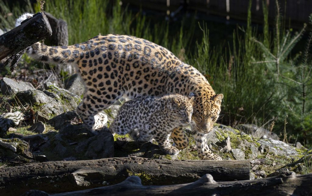 Le bébé panthère du parc animaliLa petite panthèer d'Auvergne avec sa mère