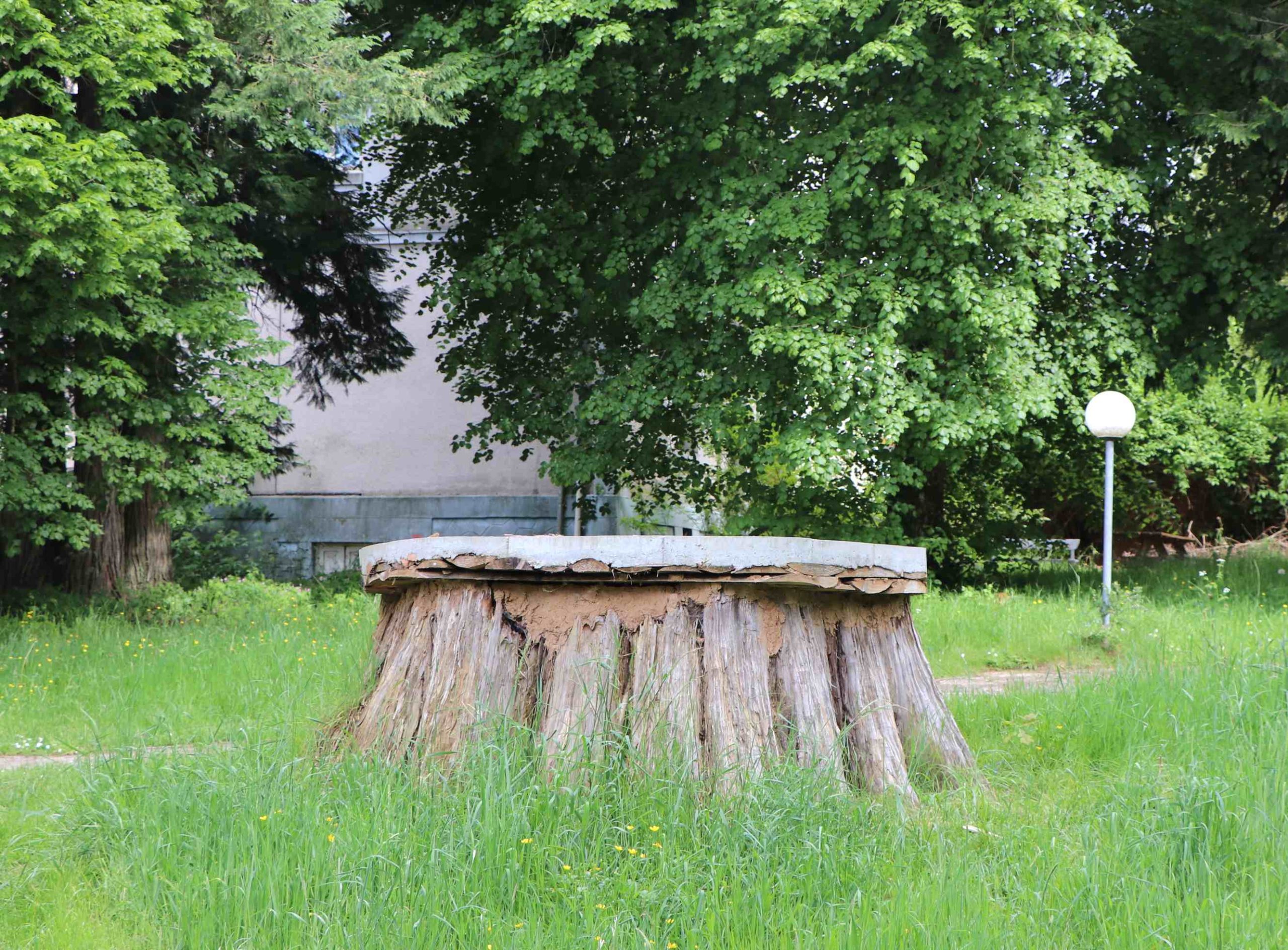 Le troisième sequoia