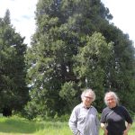 Le couple posant dans le parc, devant le plus gros calocèdre de France