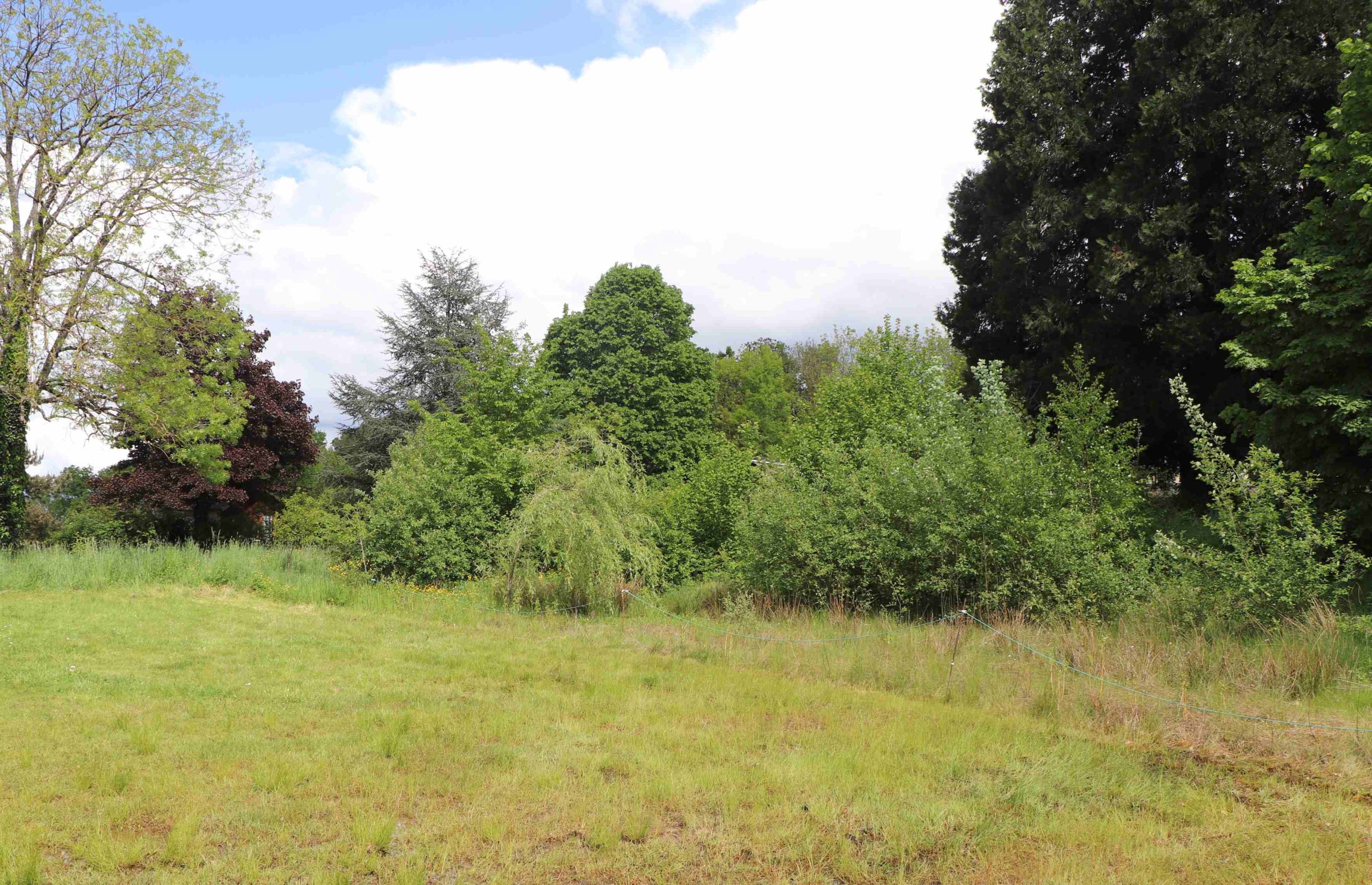 Contrastes dans la verdure.
