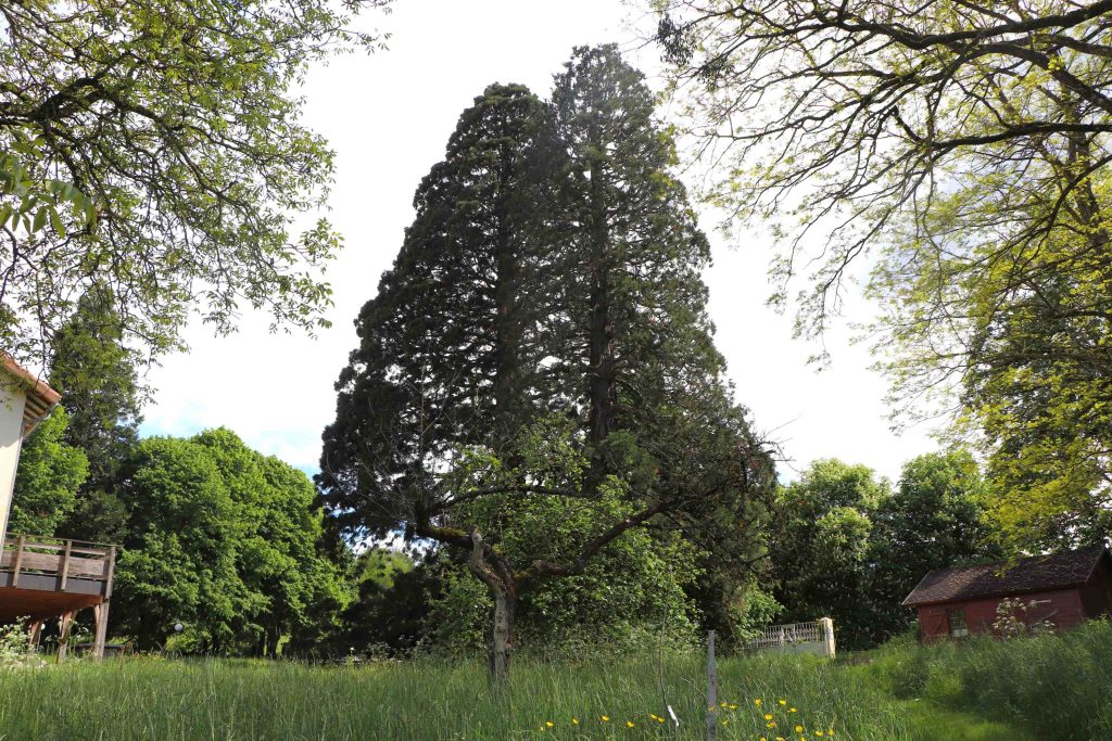 Les deux séquoias vus du bas du parc
