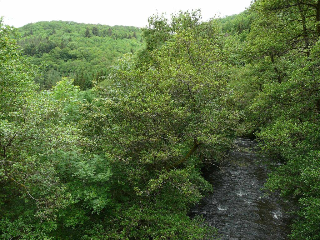 La Dordogne dans l'environnement très boisé des gorges d'Avèze