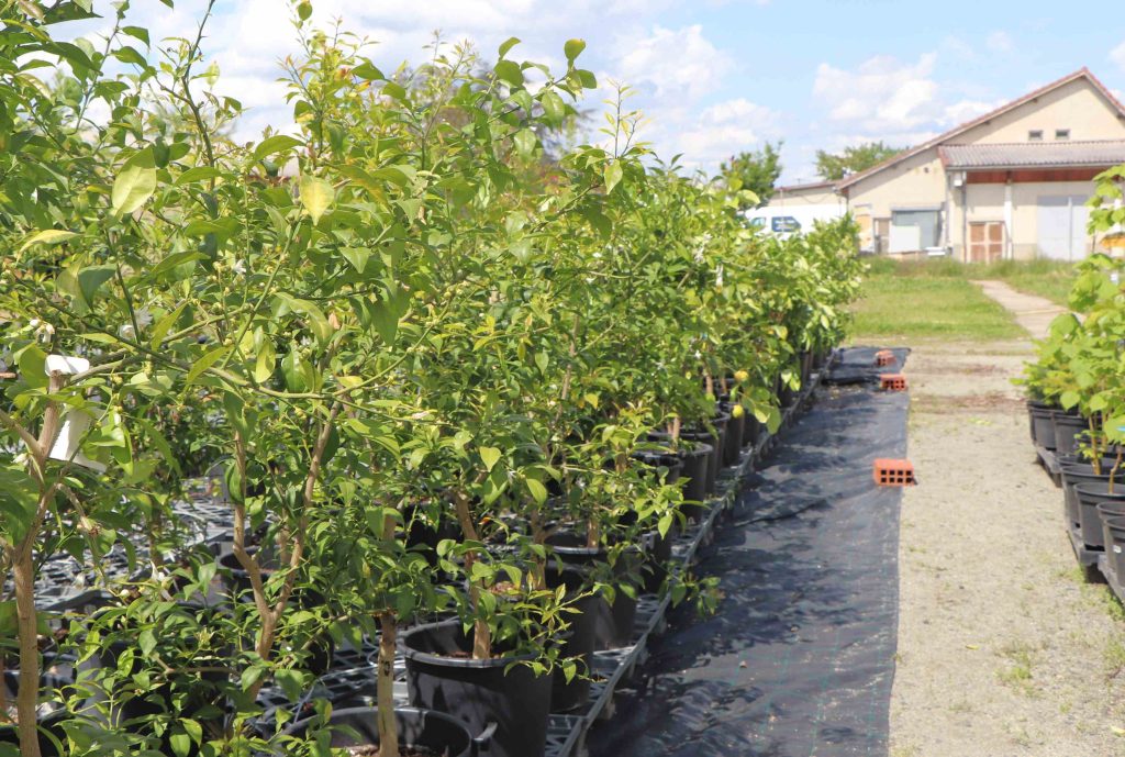 Une rangée d'agrumes cultivés en pot