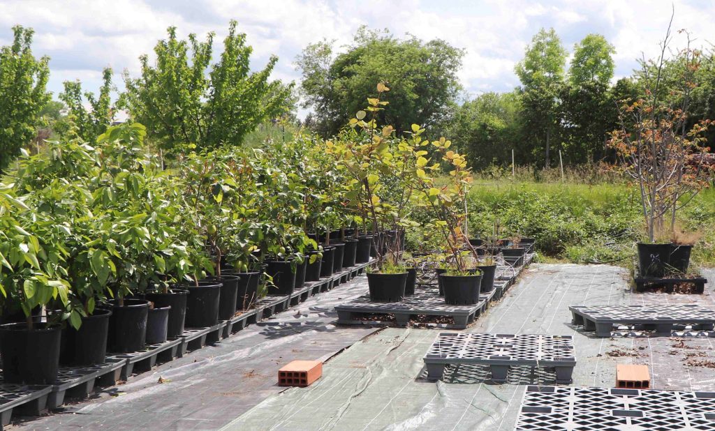 Des séries d'arbres en pot