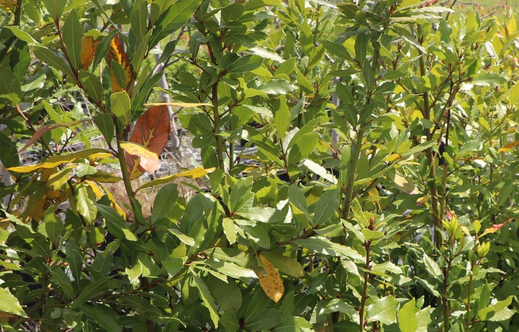 Les lauriers en pot, utilisés pour l'expérience, commencent à se dessécher