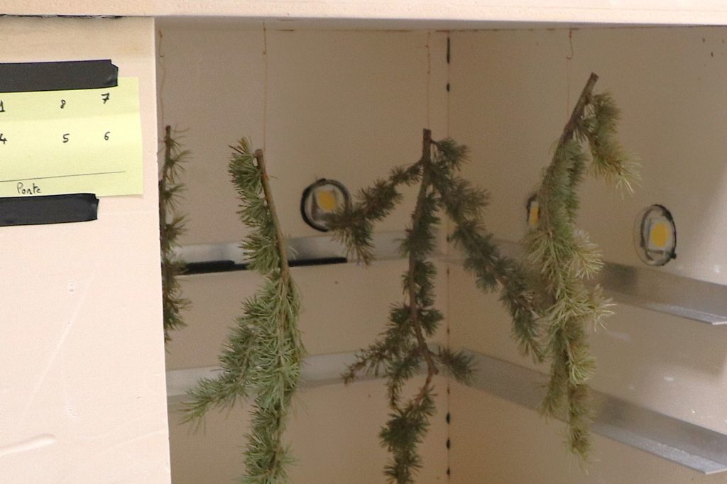 Branches de cèdre dans la draught box