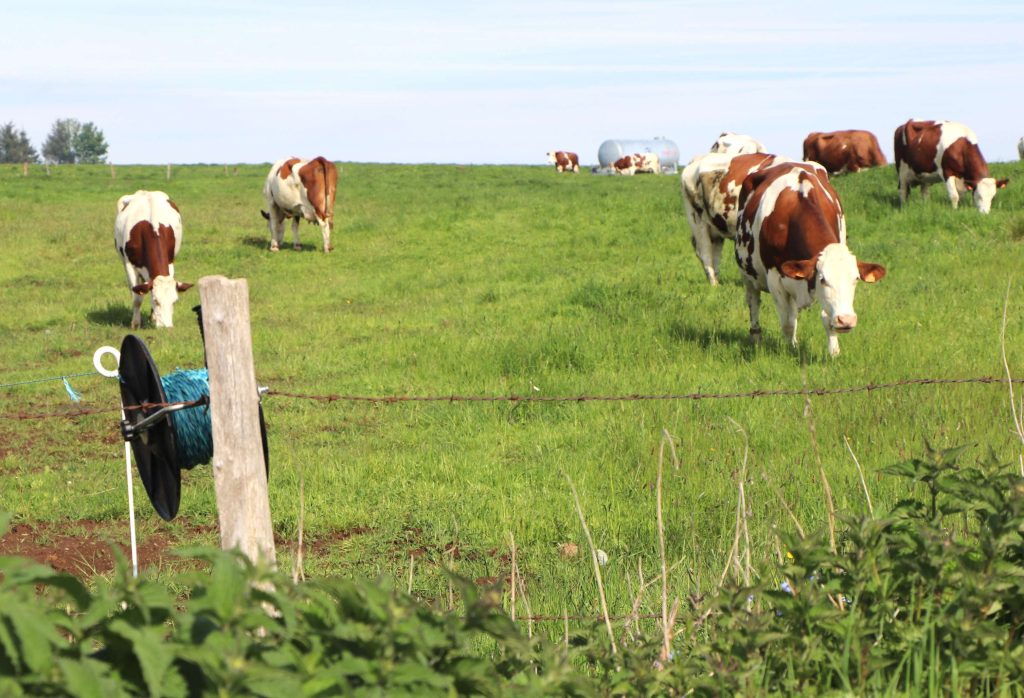 Vaches dans un pré, dans le secteur du suivi de la pie-grièche