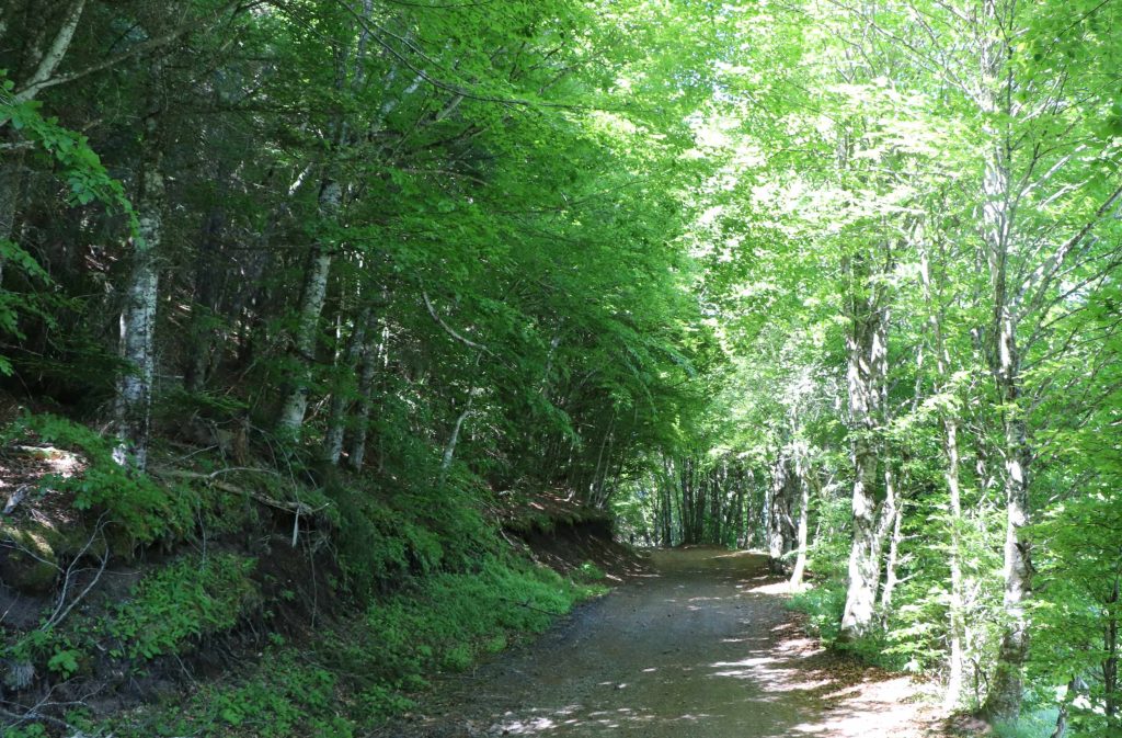 Chemin traversant une forêt de hêtres