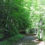 Chemin traversant une forêt de hêtres