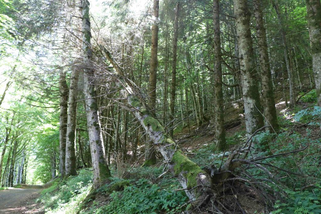 Un sapin déraciné en bordure de chemin