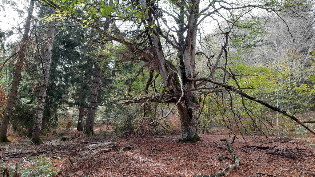 Arbre senescent dans une forêt, avec un tapis de feuilles mortes