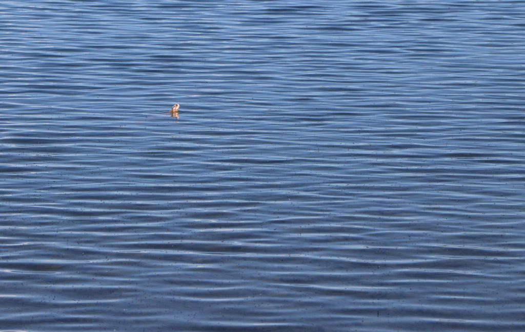 Gros plan sur les ondulations de l'au à la surface du lac Servières