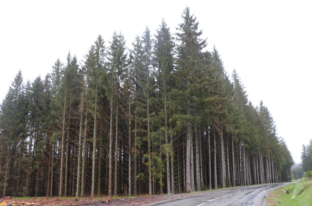 Une plantation de douglas dans la Montagne thiernoise.