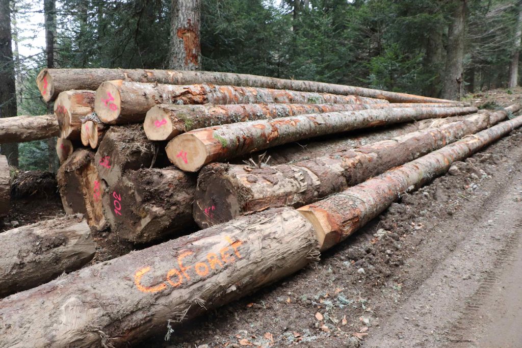 grumes fraîchement coupées, le long d'un chemin forestier
