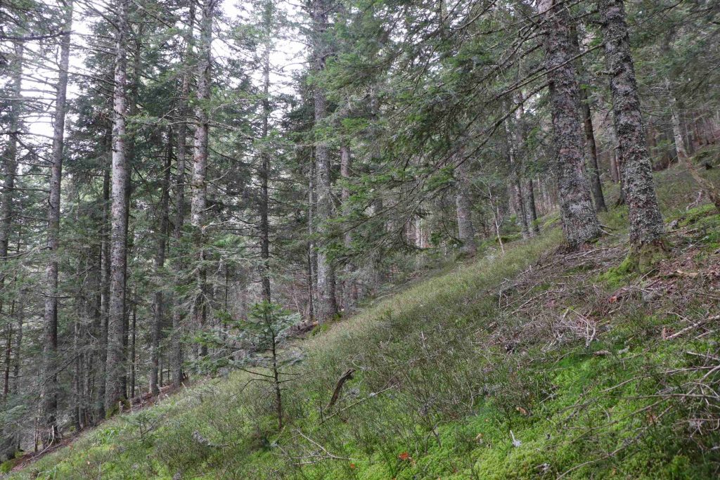 Sapins dans une forêt pentue