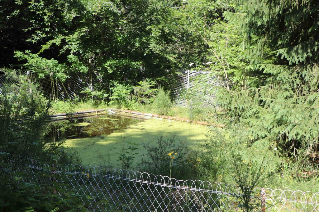 L'ancienne pataugeoire, envahie par les lentilles d'eau et la végétation