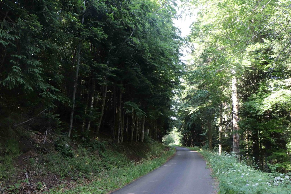 La petite route qui mène au site à travers les sapins