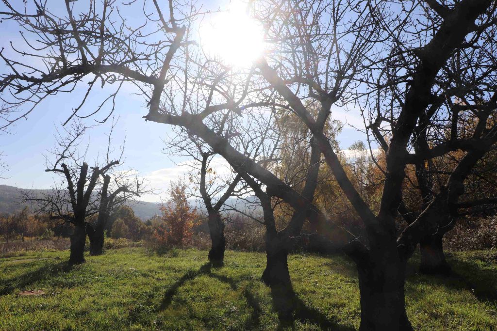Silhouettes de vieux pommiers en contrejour devant le soleil