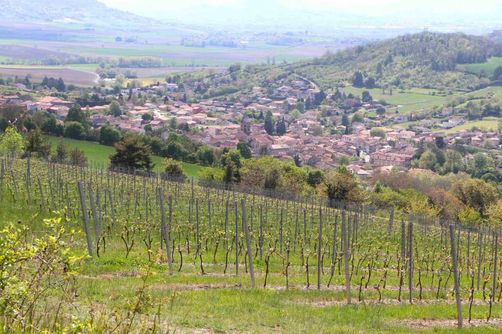 Vigne au-dessus du village de Chauriat