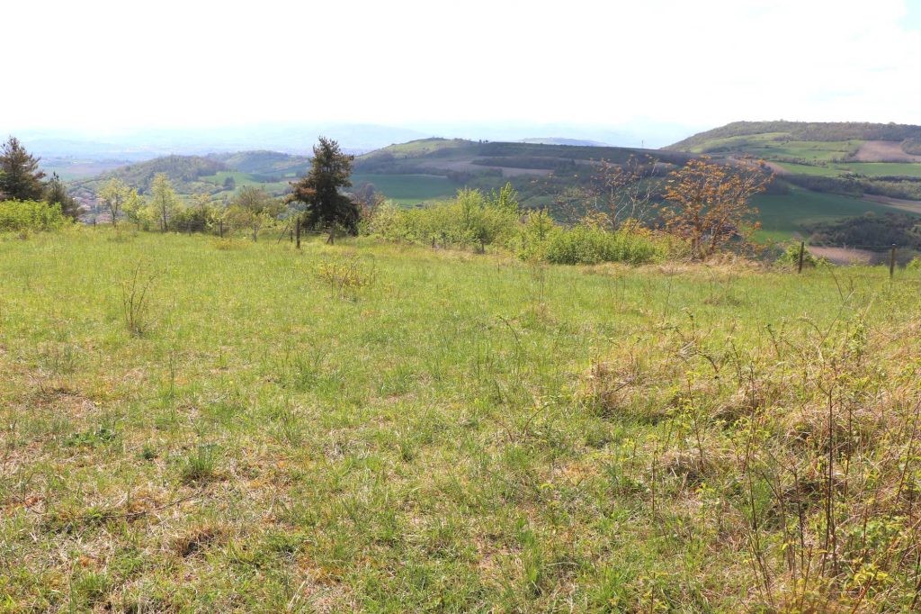 Pelouses sèches du puy de Pileyre