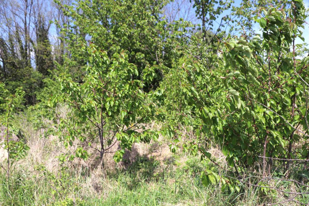 Cerisiers dans un terrain en friche