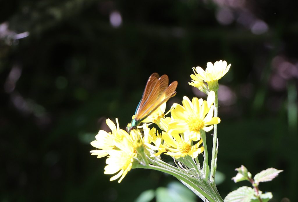 Demoiselle posée sur une fleur