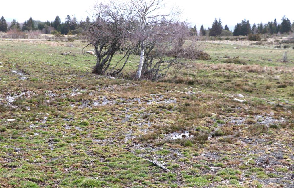 Prairie inondée dans le Cézallier