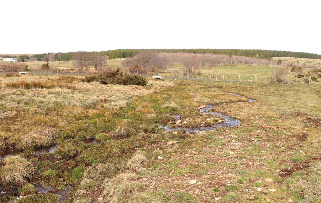 Méandres du ruisseau reformés à la place d'un ancien fossé dans la zone humide du Rayet