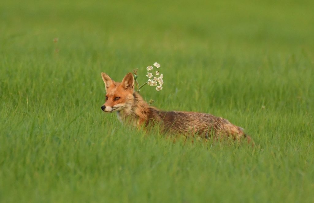Renard dans une prairie avec fleur