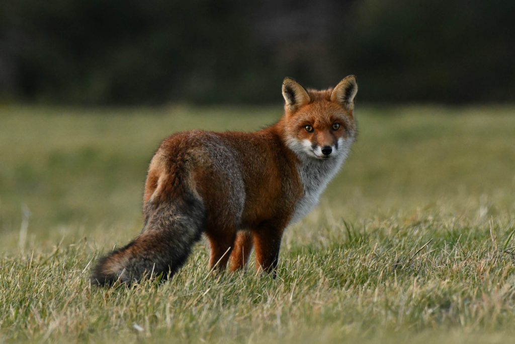 Renard qui se retourne vers nous