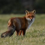 Renard qui se retourne vers nous