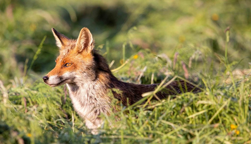 Renard