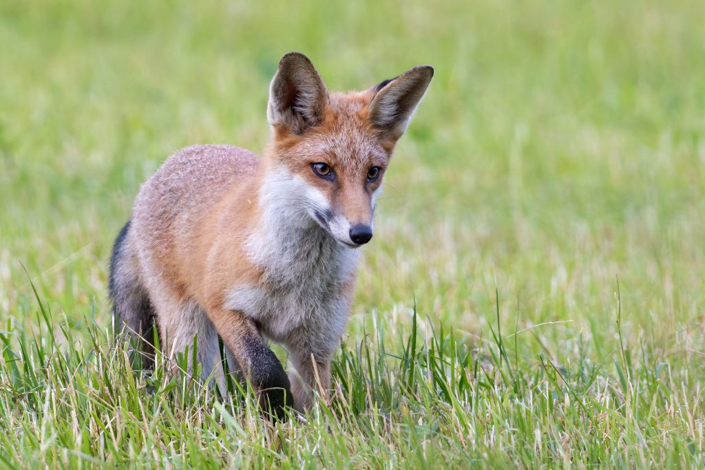 Jeune adulte renard dans l'herbe