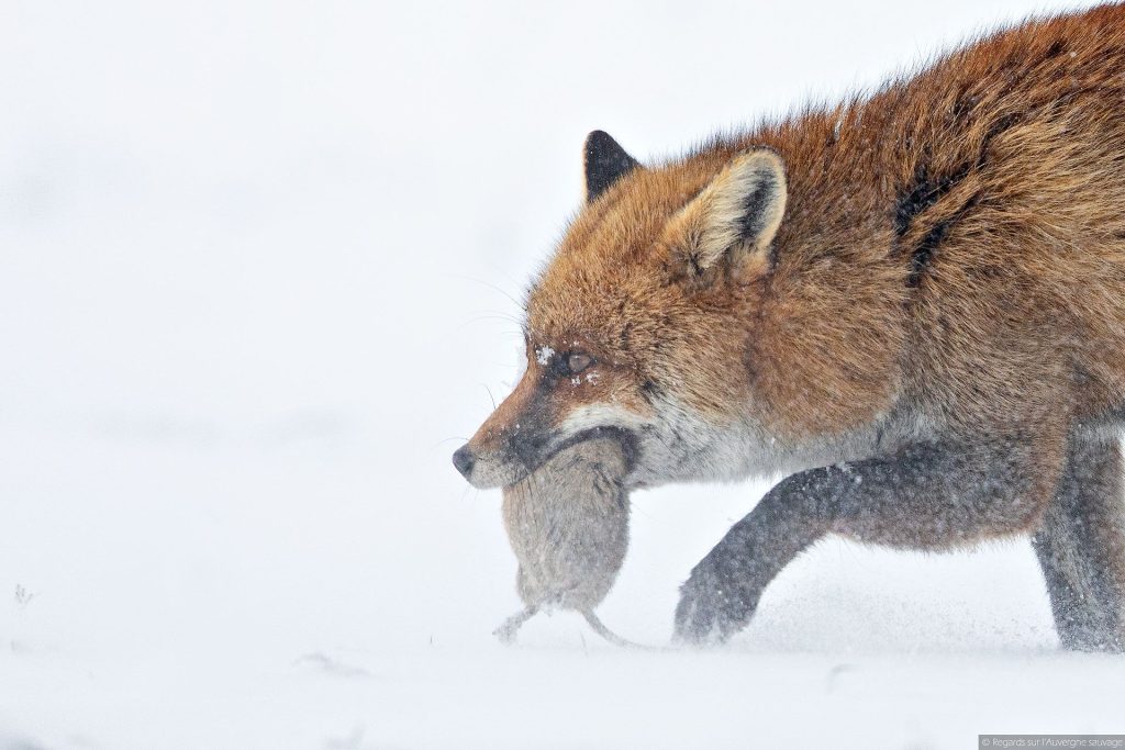 Renard dans la neige avec un petit rongeur dans sa gueule
