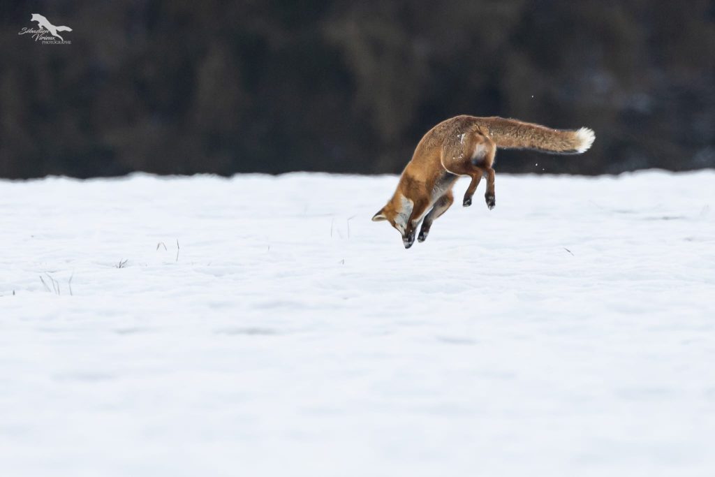 Renard chassant dans la neige