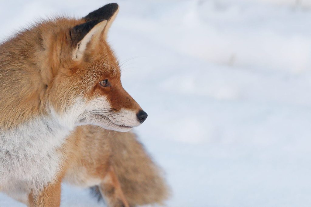 Renard sur la neige
