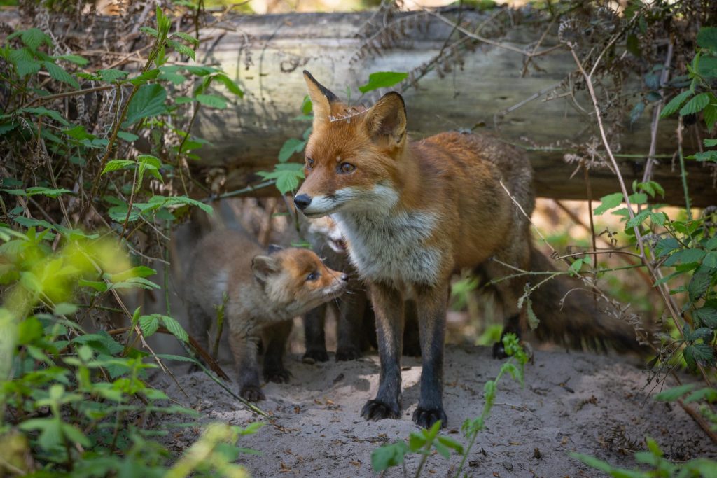 Une renarde et son petit renardeau