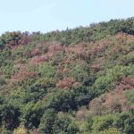 Forêt en souffrance