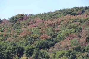 Forêt en souffrance