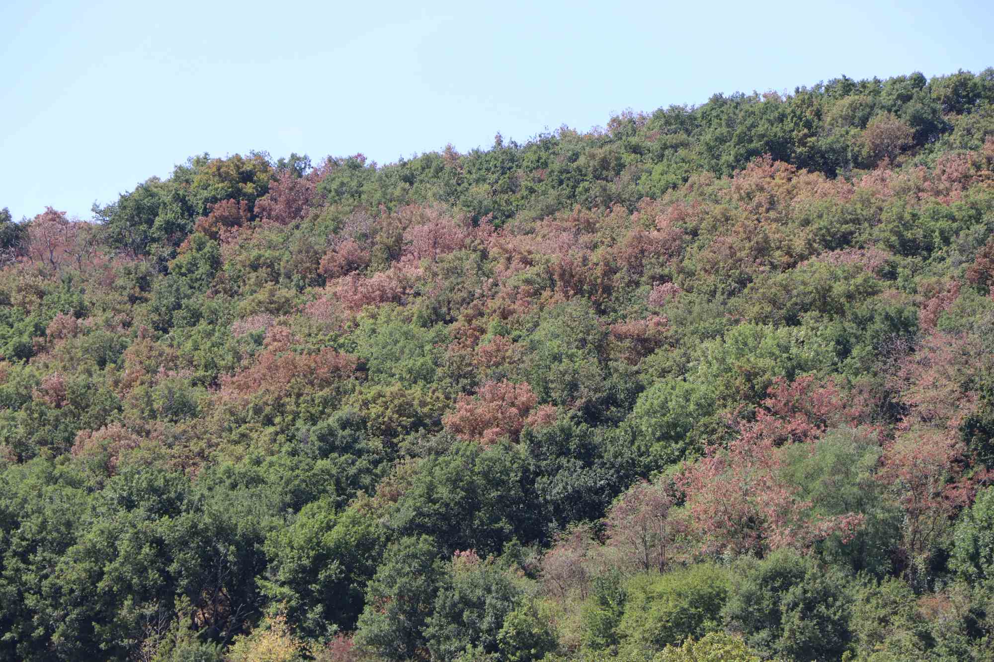 Forêt en souffrance