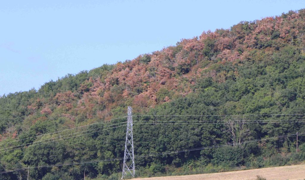 Forêt à Saint-Babel