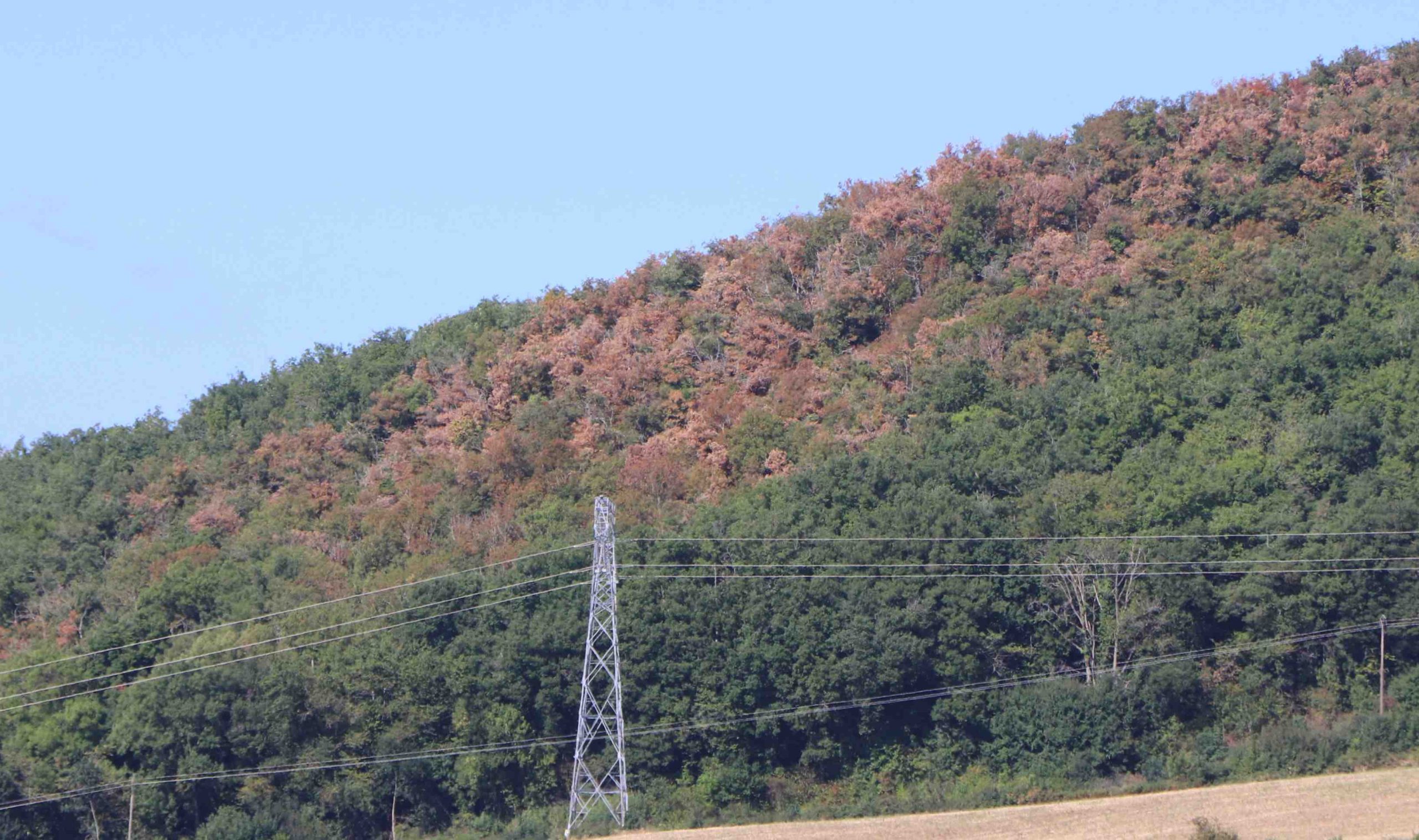Forêt à Saint-Babel